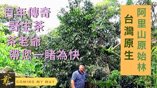 《茶老爺》百年傳奇驚現!! ──只存在傳說中的 野生茶樹!! 就在 台灣 阿里山～讓茶老爺帶您、一探究竟！ #老爺兩 #自然純淨 #原始森林