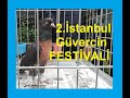 2.İstanbul Güvercin Festivali - Arka Tepe Miro ve Dev Güvercinler