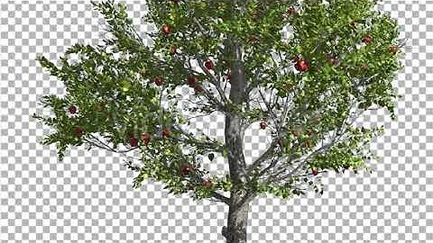 Apple Thin Tree With Red Fruits Cut of Chroma Key | Motion Graphics - Envato elements