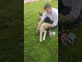 Hund Amerikanischer Akita