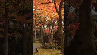 SHOZAN RESORT KYOTO 紅葉