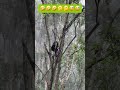 Funny videos