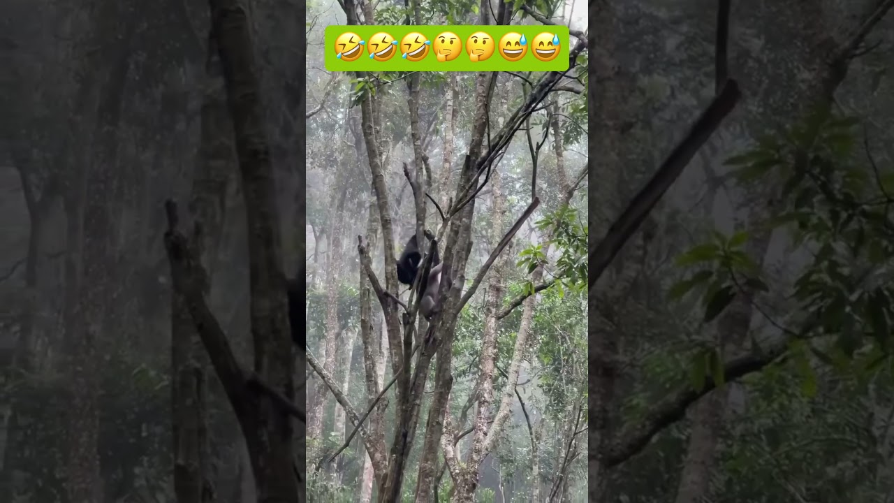 Funny videos