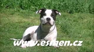 American bully