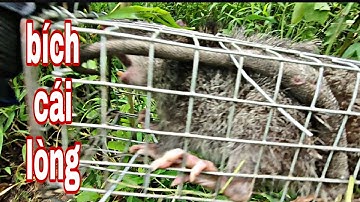 thăm bẫy chuột cống nhum một ngày bội thu , dính hơn 10kg #chuột #chuộtđồng