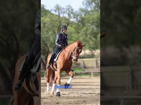 Video: Paardrijden en training: The Square Exercise