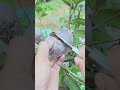 Simple air layering technique #satisfying #shorts