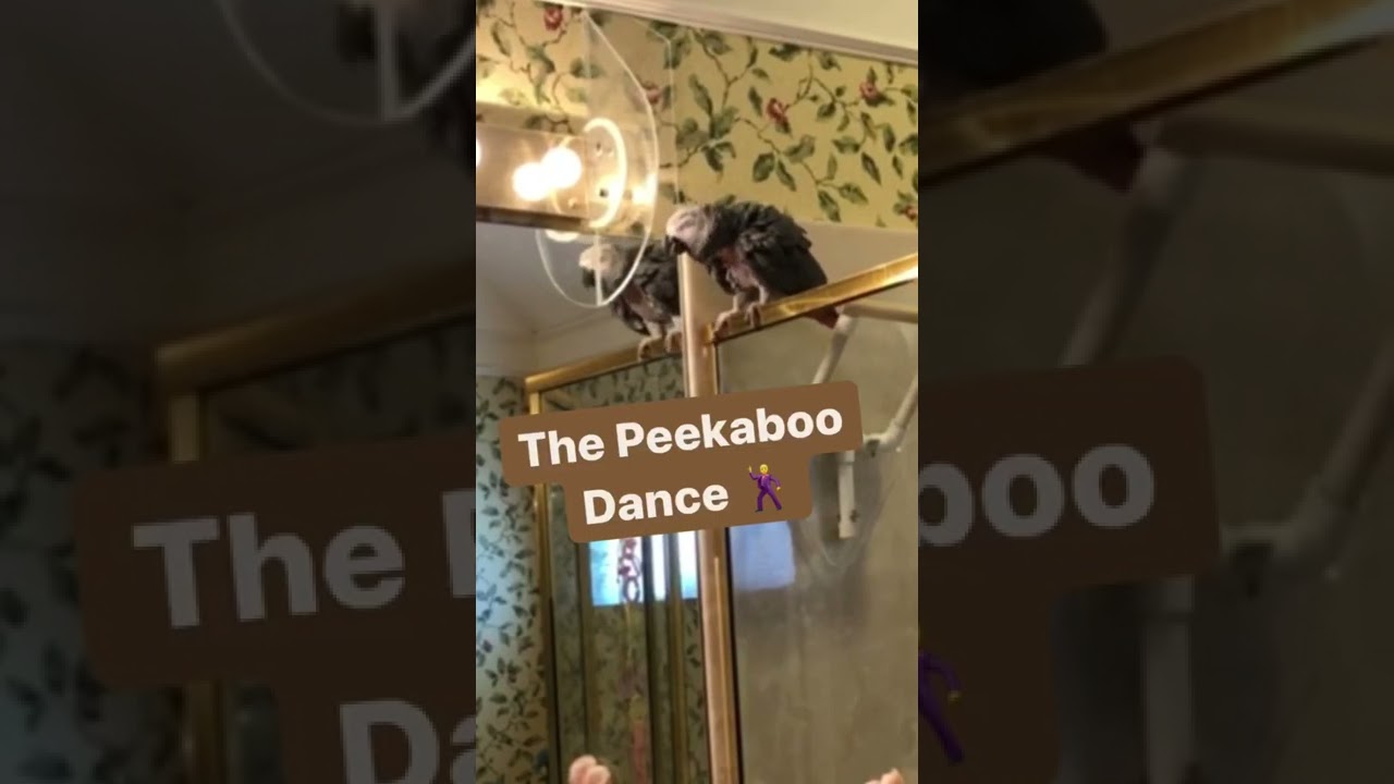 The Peekaboo Dance! 
