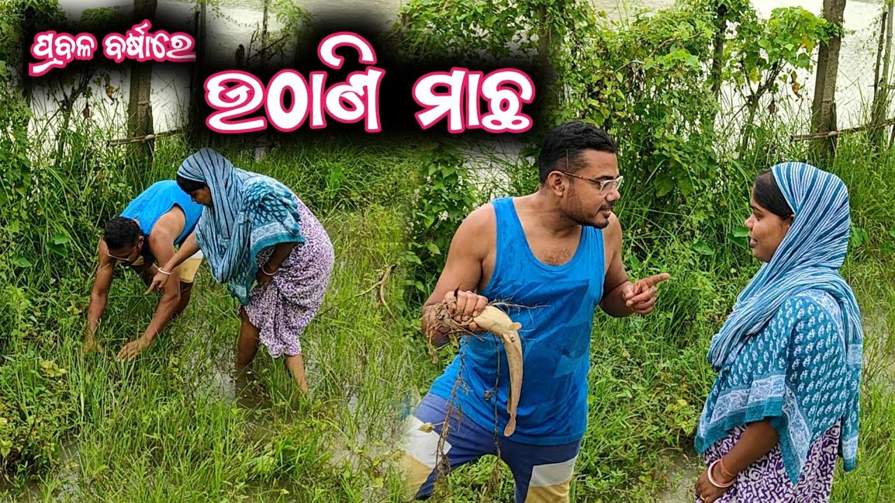 ପ୍ରବଳ ବର୍ଷାରେ ଉଠାଣି ମାଛ