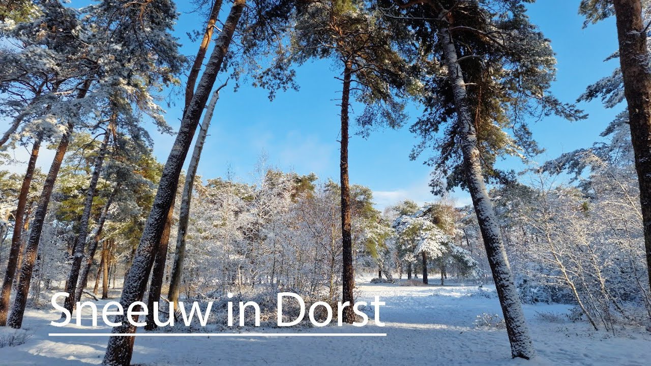 Boswachterij Dorst onder een witte deken
