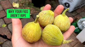 Fig Tree Concerns: "Why Are My Figs Not Ripening?"