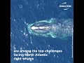 Acting for the survival of the North Atlantic right whale