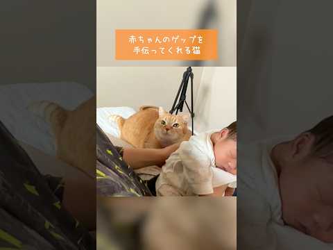 赤ちゃんのゲップを手伝ってくれる猫　#赤ちゃんと猫