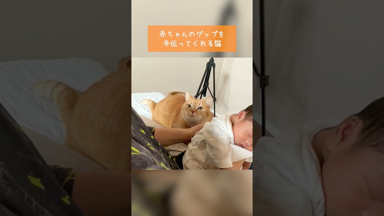 赤ちゃんのゲップを手伝ってくれる猫 #赤ちゃんと猫