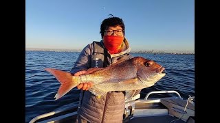 Snapper Fishing with Soft Plastics | Victoria, Melbourne | Port Phillip Bay| Stabicraft| 호주 참돔 screenshot 2