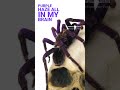 PURPLE HAZE Tarantula? #tarantula #spider #skull