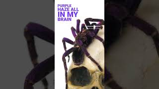 PURPLE HAZE Tarantula? #tarantula #spider #skull