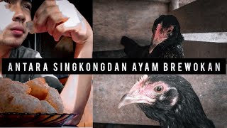 Ayam Brewokan Samapi Singkong Rebus Goreng