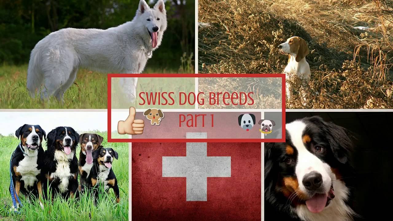 Swiss Dog Breeds Part 1 YouTube