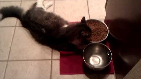 Adventures of Thumper Lazy cat eating lying down