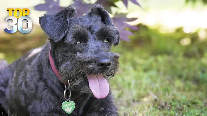 Tips To Keep Your Pet Safe From The Heat