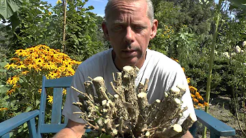 Are boxwood plants poisonous to humans?