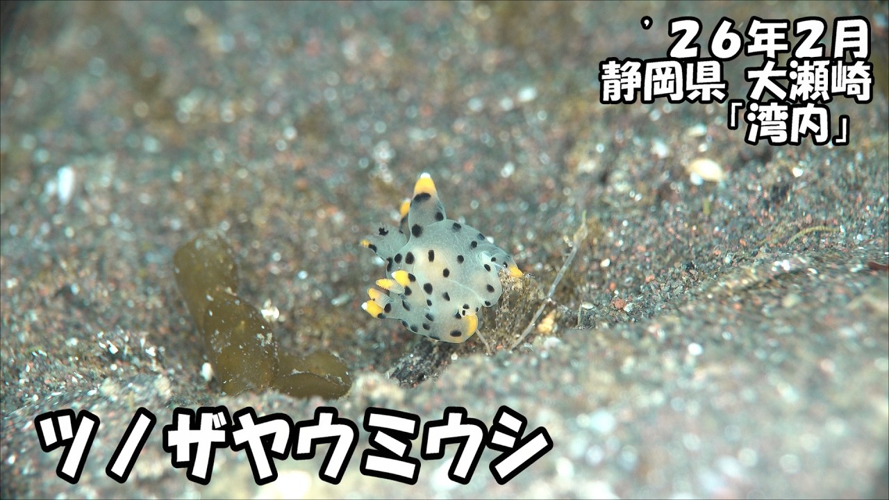 ツノザヤウミウシ('26年2月 静岡県 大瀬崎 湾内) - YouTube ツノザヤウミウシ('26年2月 静岡県 大瀬崎 湾内) - YouTube