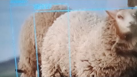 Sheep Detection