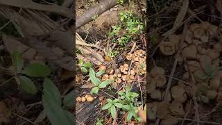 Log puffballs (Lycoperdon pyriforme) in North Florida.