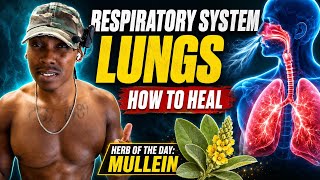 Your Lungs Are Trying to Heal—Here’s How to Support Them Naturally 🫁🌿 | Mullein Explained