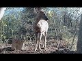 POVERO ROE DEER ! il bordello che si sente è ,radere al suolo una montagna!!