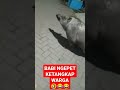 BABI NGEPET KETANGKAP WARGA