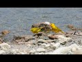 Yellow warblers hunting flies in Bonarie
