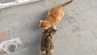 【三花猫】【橘猫】【玳瑁猫】猫猫晚饭