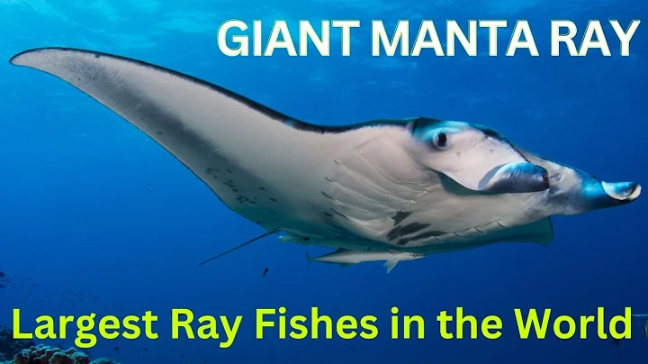 10 Amazing Facts about Manta Ray