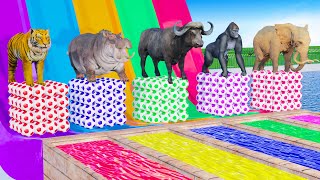 Long Slide Game With Elephant Gorilla Buffalo Hippopotamus Tiger - 3d Animal Game - Funny 3d Animals