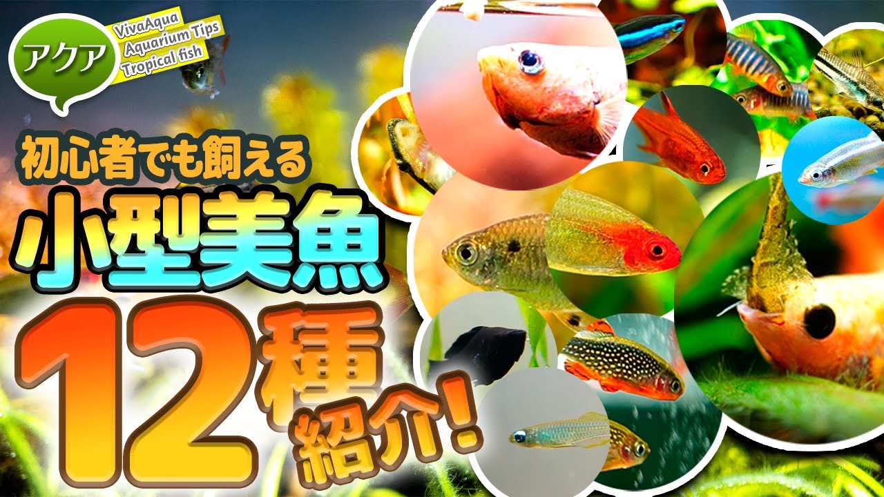 初心者でも飼える美しい小型熱帯魚12種紹介 アクアリウム ビバ調べ Youtube