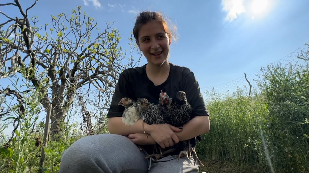 TAVUKLARIN KAFESİNİ TEMİZLEDİK/ YENİ YUMURTALAR/BOSTANIN SONU GELİYOR