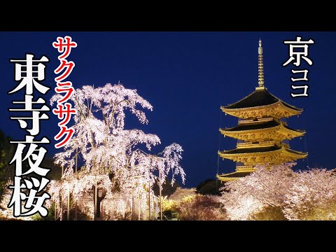 【京都おすすめ】サクラサク 東寺夜桜2022【京のココ見といやす】【京都観光旅行】