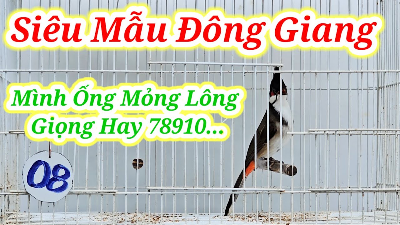 ĐÔNG GIANG 5/3 #chaomaotranphuong#chaomaotranphuongquannam