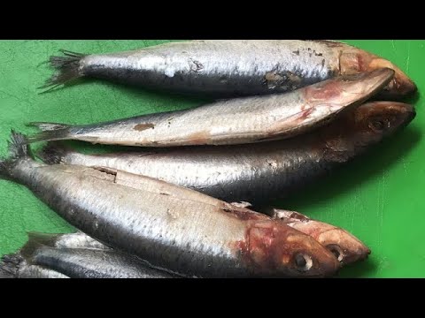 วีดีโอ: วิธีเก็บปลาสด