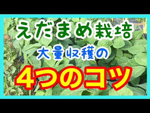 枝豆の育て方4つのコツ 開花前の摘芯 土寄せ 水やりなど 育て方の基本とコツ 家庭菜園やプランター栽培にもおすすめ Youtube