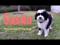 Our new PUPPY!  Sasha PWD - Portuguese Water Dog の動画、YouTube動画。