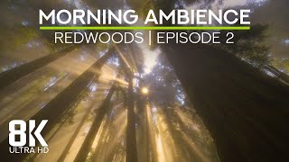 Ambient Soundscape of a Foggy Ancient Forest - 8K Sunny Morning in the Redwoods - Part 2