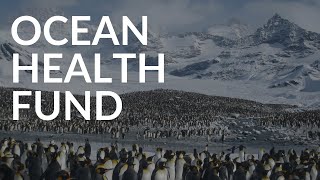 Planeterra's Ocean Health Fund- Oceans of Good with G Adventures
