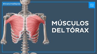 Músculos principales del tórax - Anatomía Fácil | Kenhub