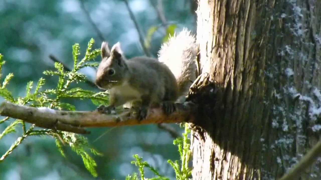 Japanese Squirrel Alarm Call ニホンリスの木登りと警戒声 Youtube