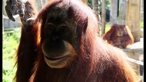 Kinecting with orang-utans
