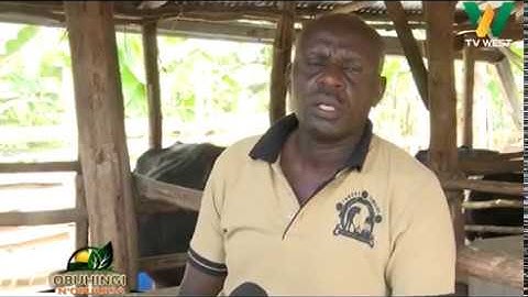 Kakuru Emmanuel naakora Zero Grazing