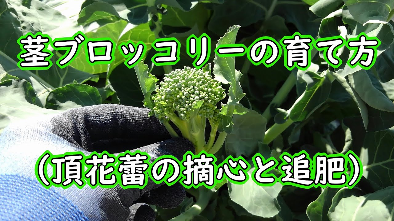 茎ブロッコリーの育て方 頂花蕾の摘芯と追肥 Youtube